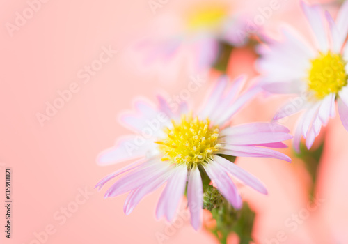 beautiful flowers background for your design with the selective