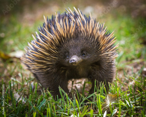 short-beaked echidna