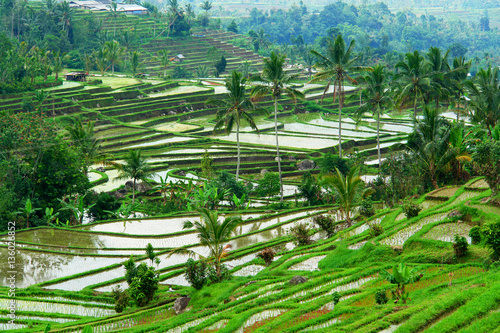 View of rice fields on the Indonesian island Bali 