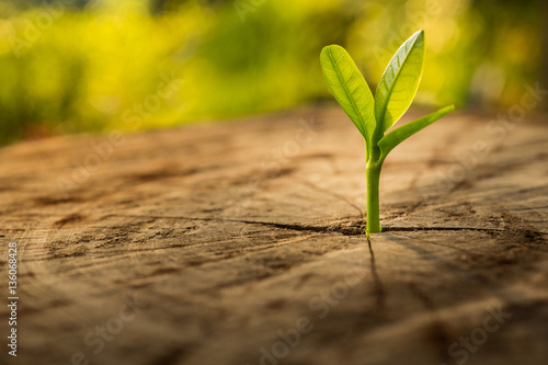 New Life concept with seedling growing sprout (tree).business de