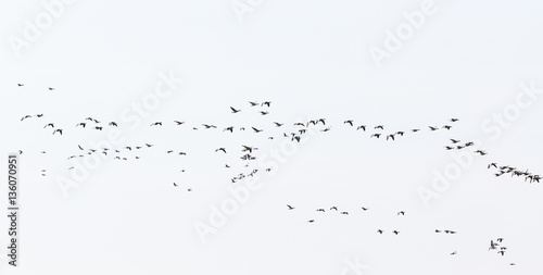 Bird migration with greylag geese in the spring