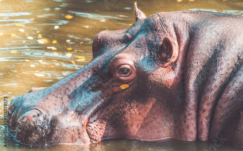 Hippo soak in a water.