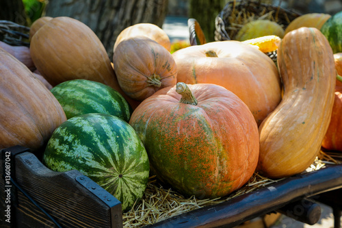 Pumpkin on the counter