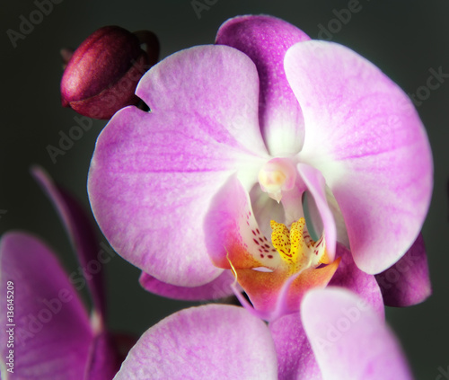Macro image of orchid, captured with a small depth of field. Floristic colourful background