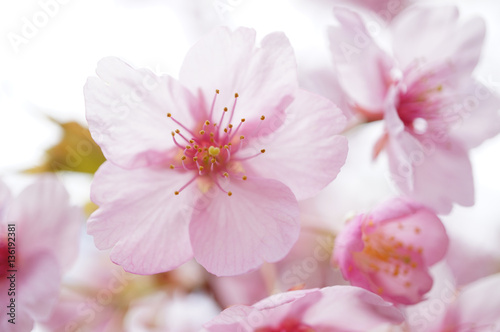 河津桜