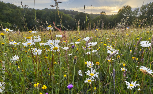 Old wild flower hay meadow in summer, Sussex High Weald