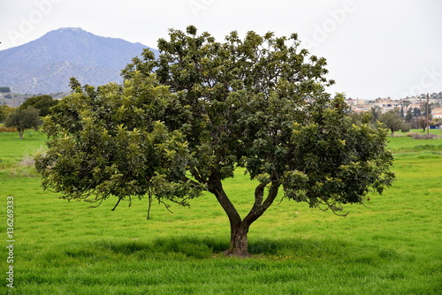 carob tree 