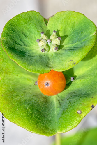 Lonicera caprifolium fruits