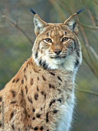Portrait of beautiful Eurasian Lynx Cat.
