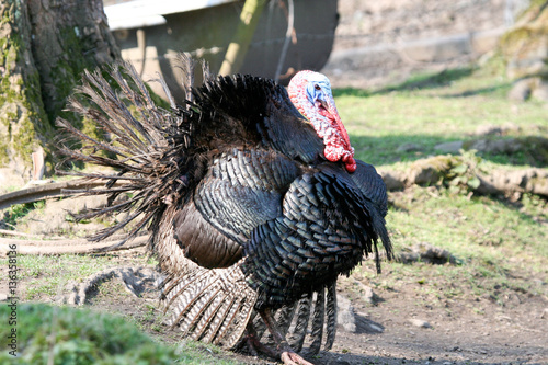 Large male turkey strutting