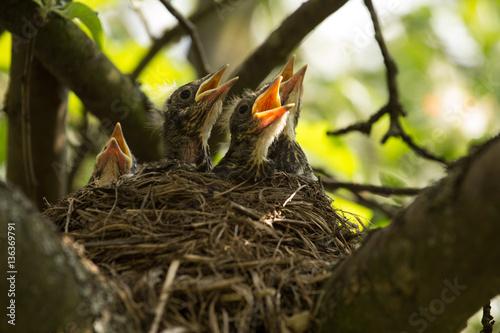 four сhicks in a nest on a tree branch in spring