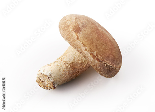 生椎茸 shiitake mushroom