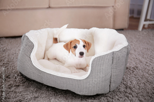 Cute funny puppy in dog bed at home