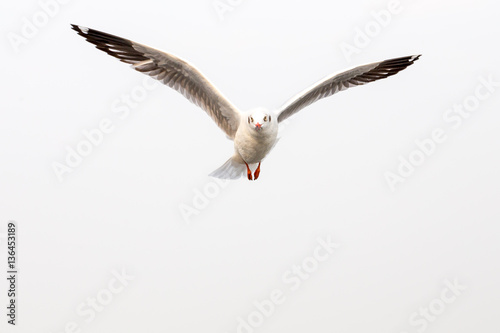 Flying seagull on white sky