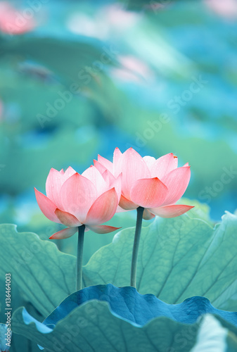 Kwiat lotosu i rośliny kwiatu lotosu