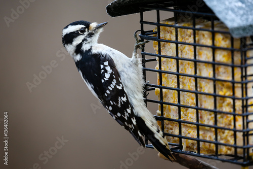 Close-up of a Downy woodpecker eating at a suet feeder.