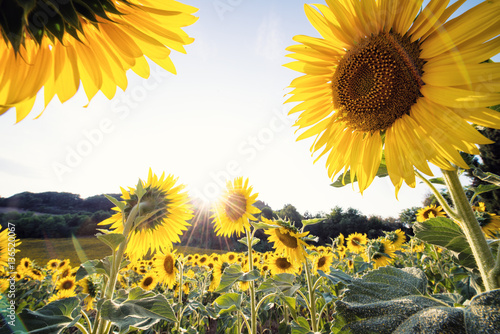 yellow sunflowers close-up in a sunny day