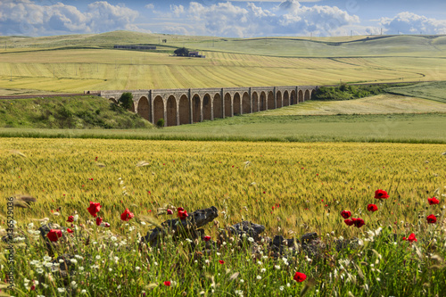 Spring rural landscape: railway bridge on the green wheat field.Apulia.ITALY .Rural landscape with vernal wildflowers: poppies in a field with unripe cornfield.