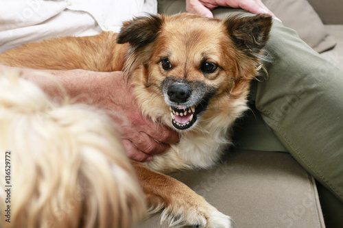 Dog growls at another dog