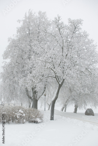Trees covered by drizzle in the winter frozen park
