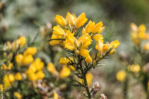 Common gorse or Ulex europaeus