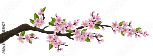 Cherry tree branch with pink flower and green leaf. Illustration for horizontal spring banner and design, isolated on white