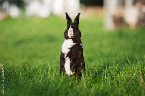 black and white rabbit posing outdoors in summer