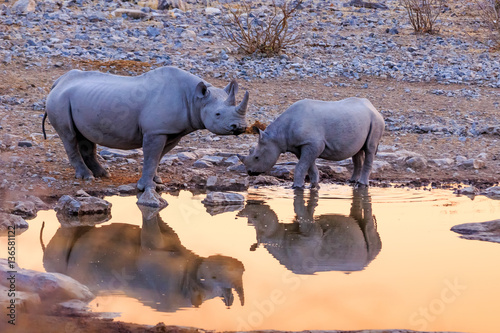 Rhinoceros drinking in Etosha park at sunset Namibia