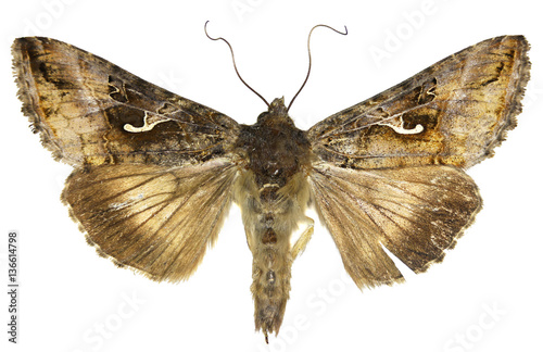 The Silver Y on white Background - Autographa gamma (Linnaeus, 1758)