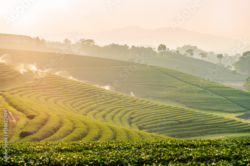 Sunset view of tea plantation landscape at Chiang rai, Thailand.