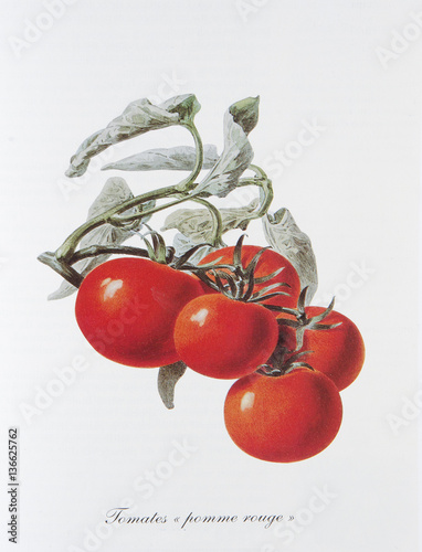 Illustration botanique / Lycopersicon esculentum / Tomate' Pomme Rouge'