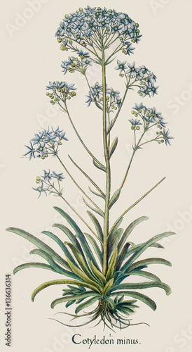 Illustration botanique / Saxifraga cotyledon / Grand saxifrage des montagnes