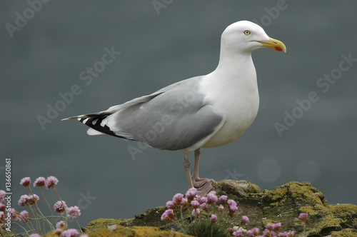 Larus argentatus / Goéland argenté