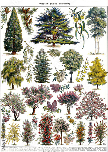 Illustration botanique /Arbres du jardin