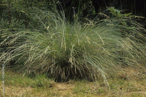 Poa labillardieri