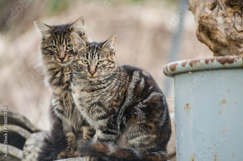 Pareja de gatos romanos