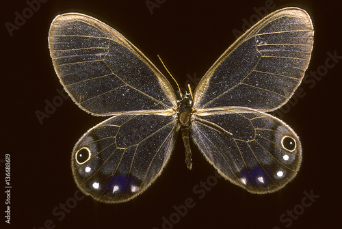 Cithaerias esmeralda / Esméralda