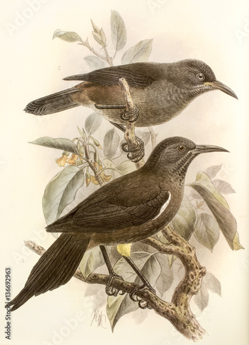 Illustration zoologique / Moho de Kauai / Moho braccatus