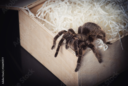 Spider crawls out of the box with a straw on a black background