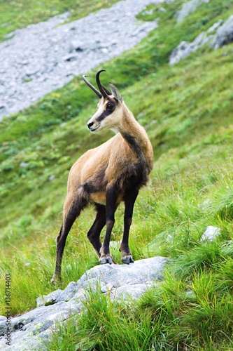 Tatra chamois. Rupicapra rupicapra tatrica. Chamois in their natural habitat. High Tatras National park in Slovakia.