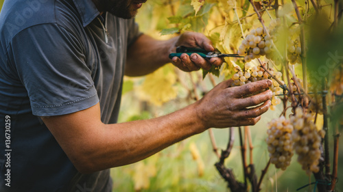 Grape harvest in the Tuscan hills.