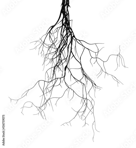 Black root system - vector set 