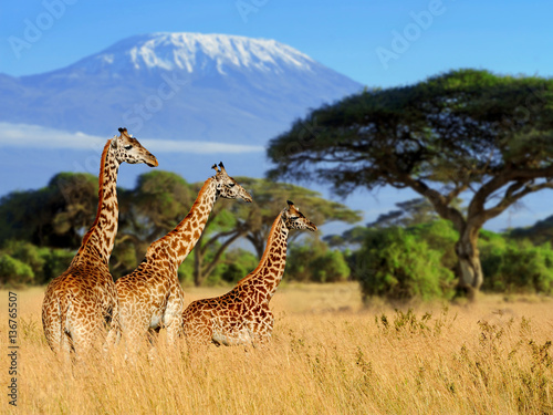 Three giraffe on Kilimanjaro mount background