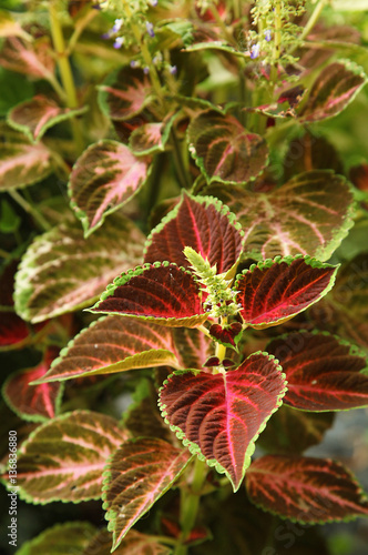 Massif de coleus