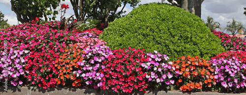 Massif d'impatiens