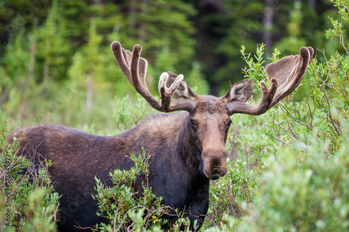 Moose in the brush