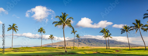 palm trees with view of the west maui mountains, Maui, Hawaii