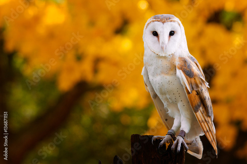 Barn Owl