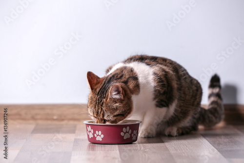 Cute funny cat eating at home