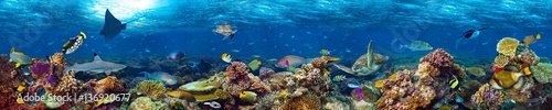 kolorowe super szerokie podwodne rafa koralowa panorama transparent tło z wielu ryb rekin żółw i życia morskiego